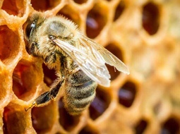 Пчелиный дом: в «Сколково» создают умный улей
