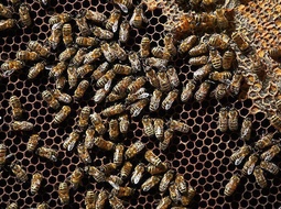 Ученые узнали о способности пчел считать