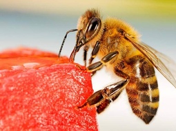 Пчела избрана символом Симферополя
