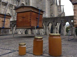 Сотни тысяч пчел остались живы после пожара в Нотр-Даме